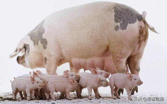 母猪不吃打针后流血不止怎么办,母猪不吃料也不发烧应该怎么办