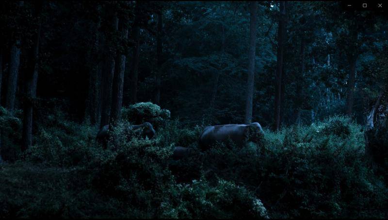 豆瓣9.4的神级纪录片动物,bbc纪录片中国野生动物