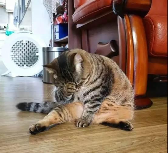 猫中最厉害的是橘猫吗,最胖的猫排名前十