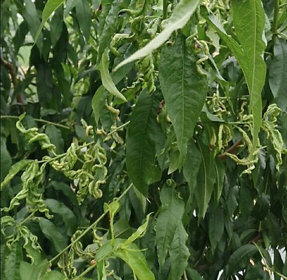 桃树叶子卷曲有虫怎么回事,桃树叶子卷曲是什么病虫害