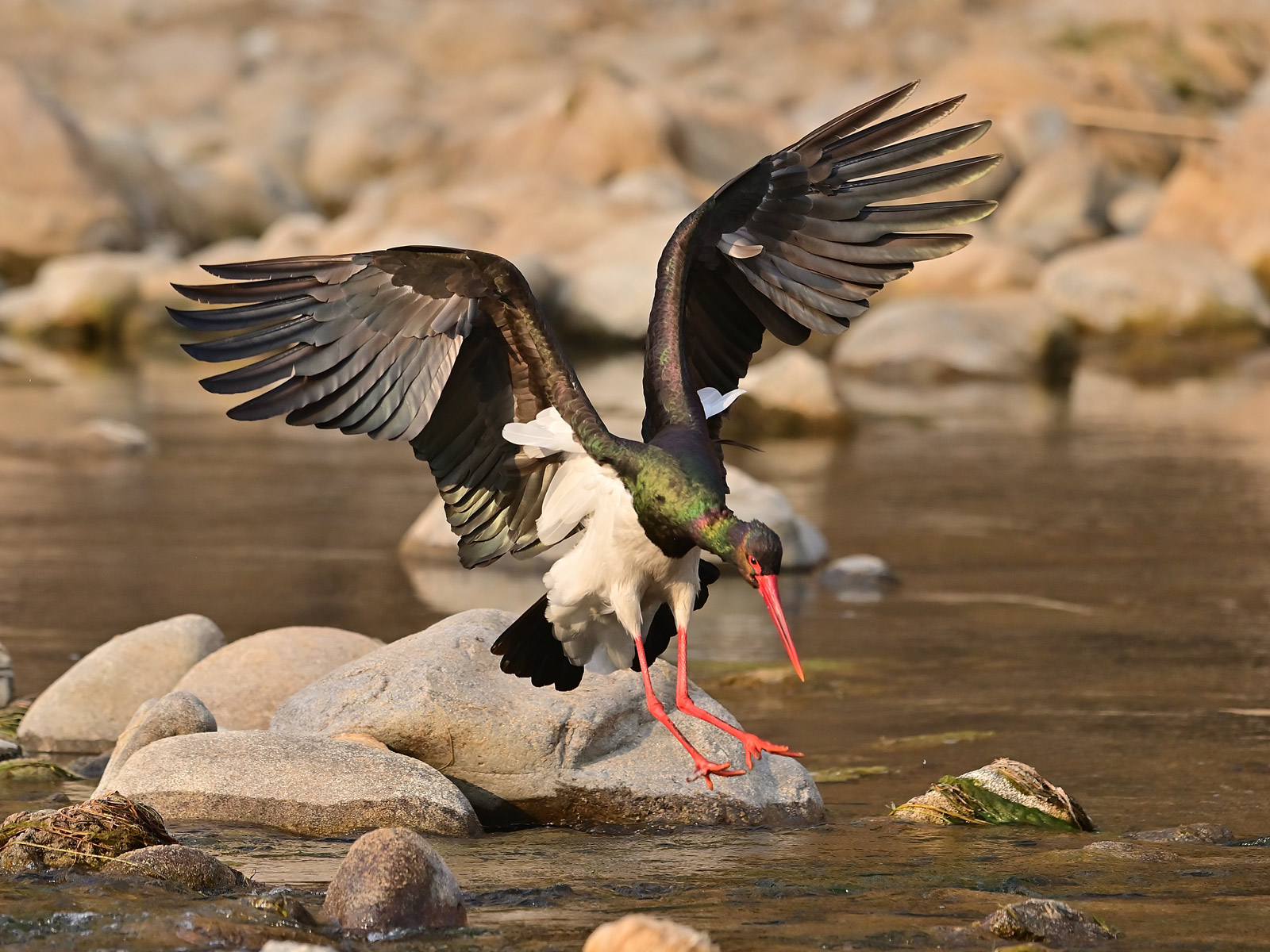 记录甜美的人像尼康z6实拍体验,尼康z6ii拍鸟怎么样