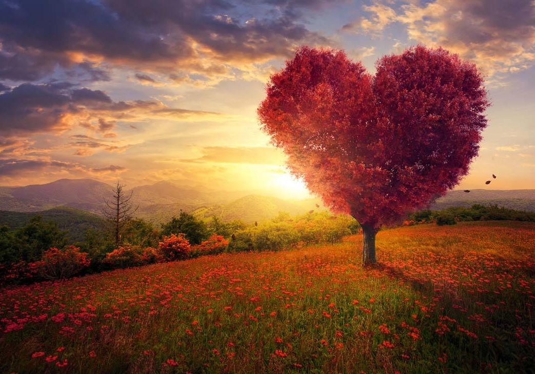 白茶清欢教程,白茶清欢的制作方法