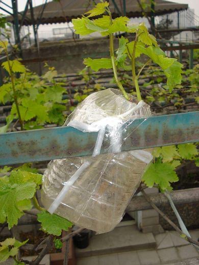 葡萄换品种绿枝嫁接后期管理,春季葡萄扦插繁殖方法