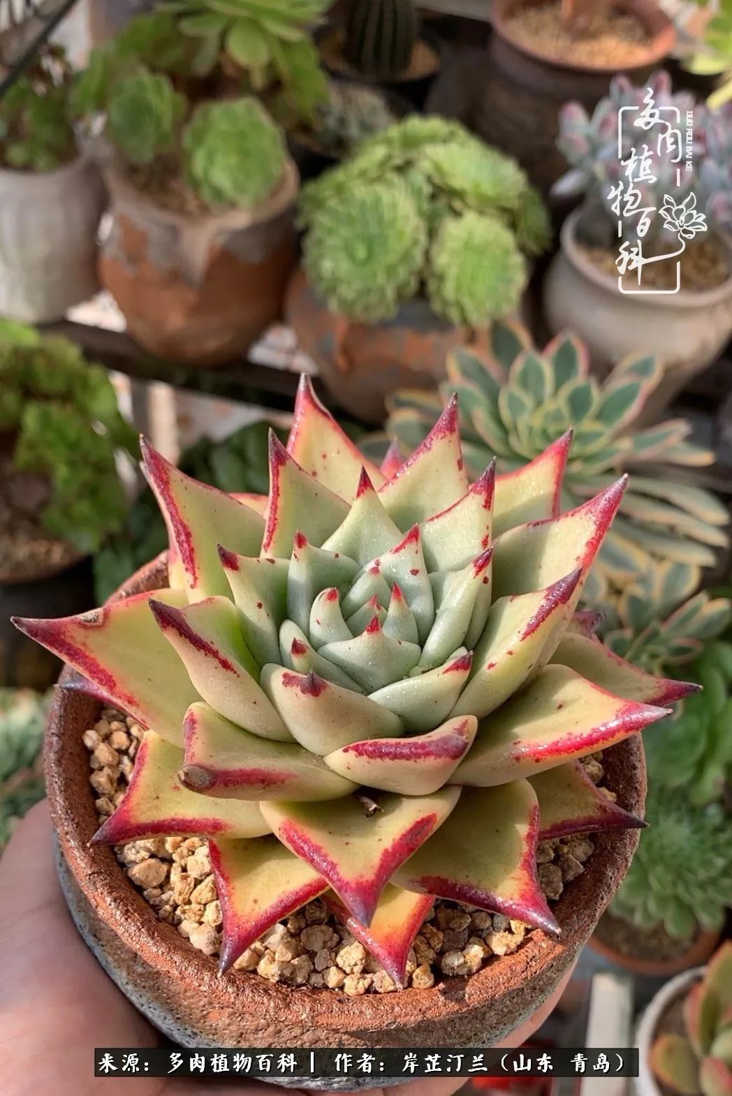 寒冷的冬季唯有多肉,冬日里的多肉宛如雪莲花