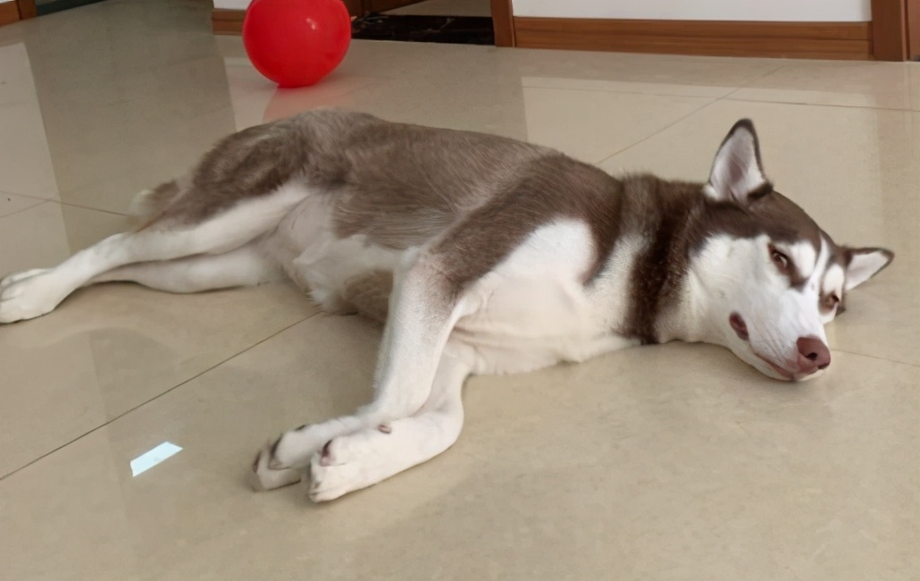 哈士奇经常呕吐怎么办,哈士奇幼犬拉稀呕吐怎么办