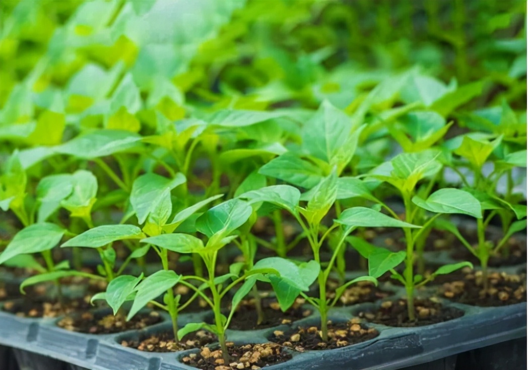 冬季辣椒怎么保温,冬天辣椒苗怎么防冻