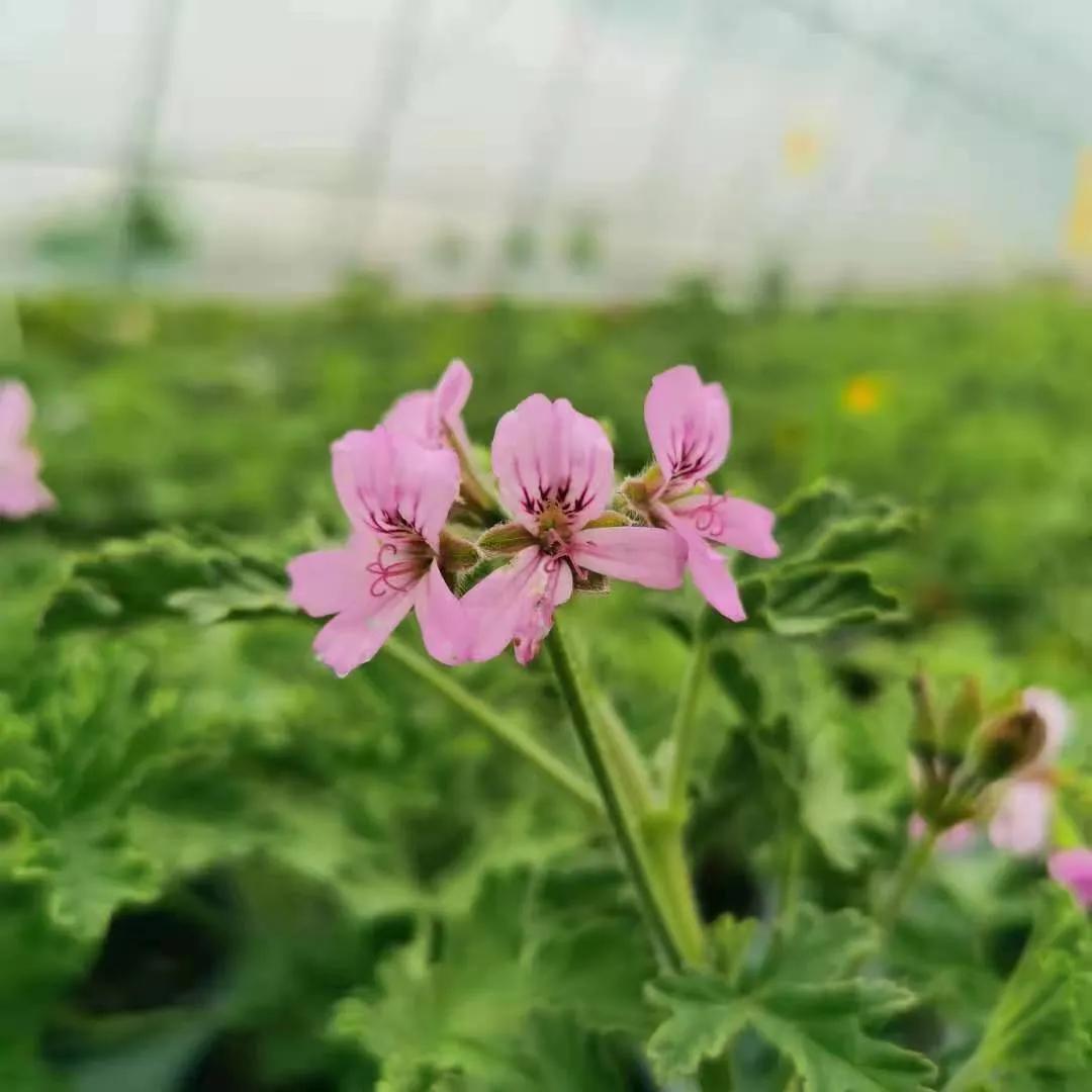 观花草本植物推荐,最具观赏性的观叶植物