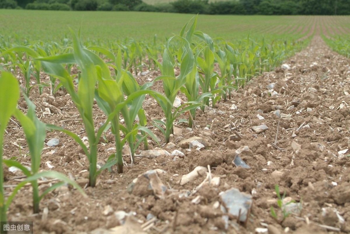 种植玉米起垄好还是平播好,玉米播浅了干旱怎么办