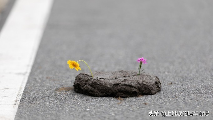 花鸟岛和枸杞岛攻略,海花岛攻略带你玩转海花岛