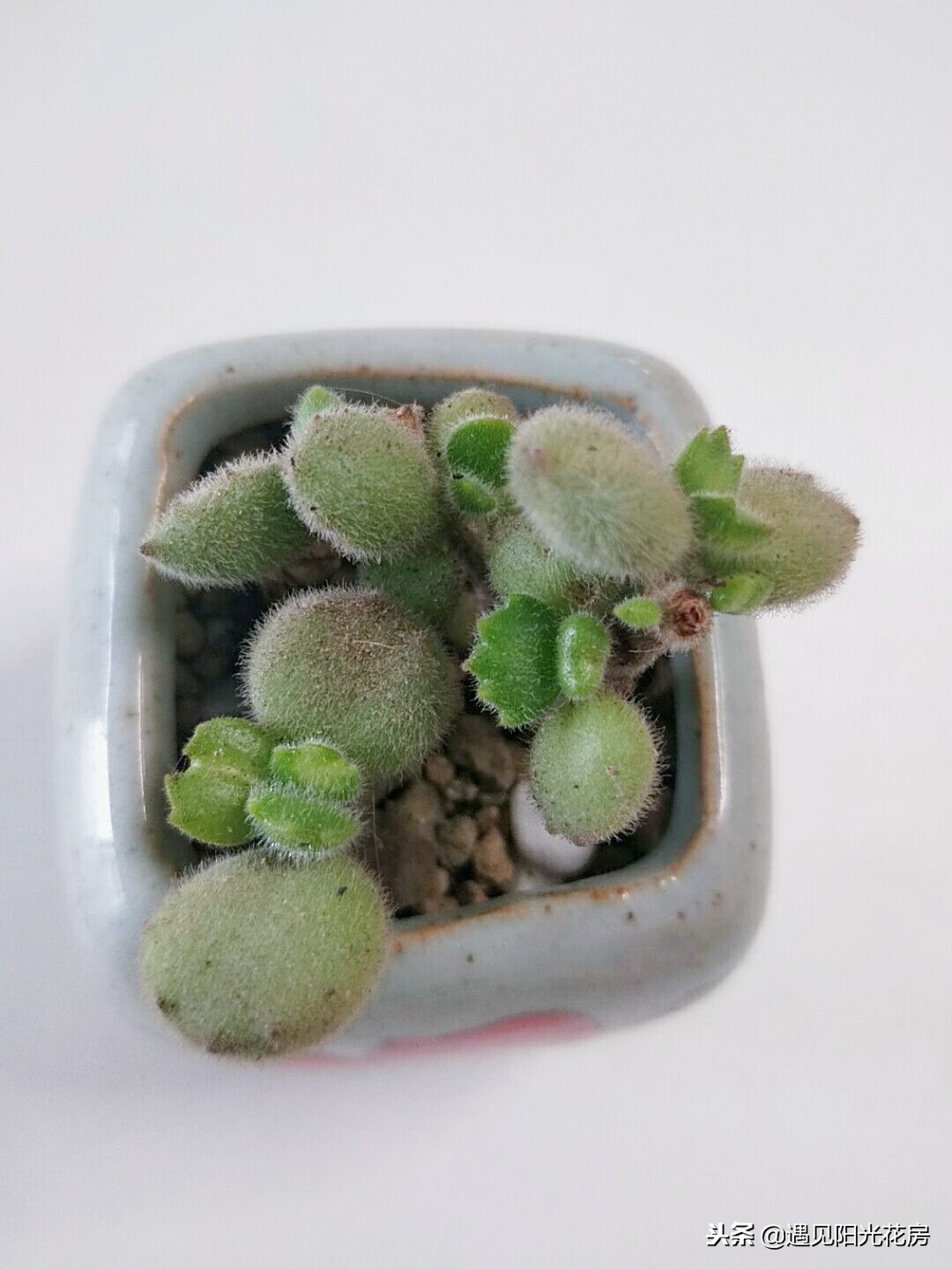 熊童子系列多肉,熊童子多肉多少钱一棵