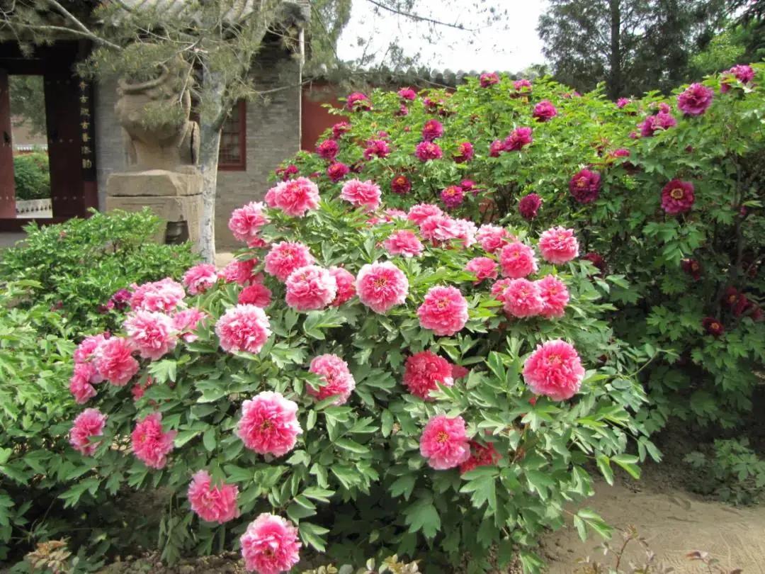 太原迎泽公园3月份看花,迎泽公园看花