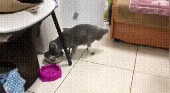 蓝猫冻死了,蓝猫牺牲了