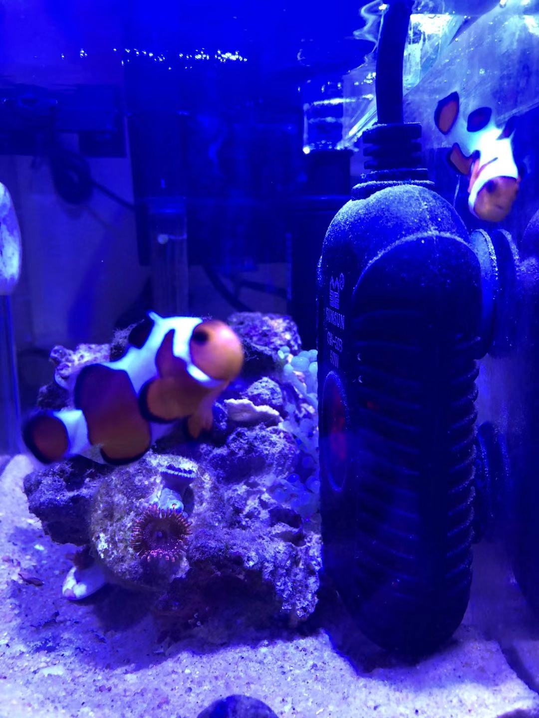 如何养好小丑鱼,怎么养出好小丑鱼