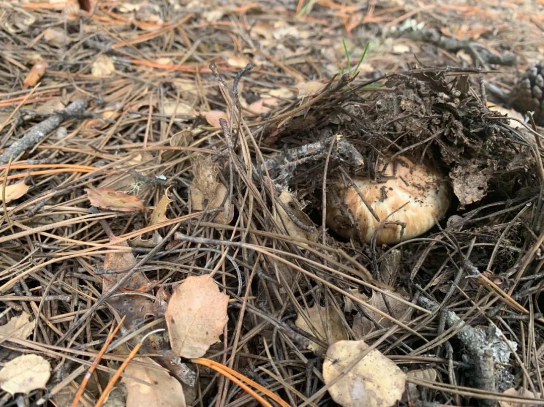 香格里拉有什么不能冒犯,香格里拉为什么神秘