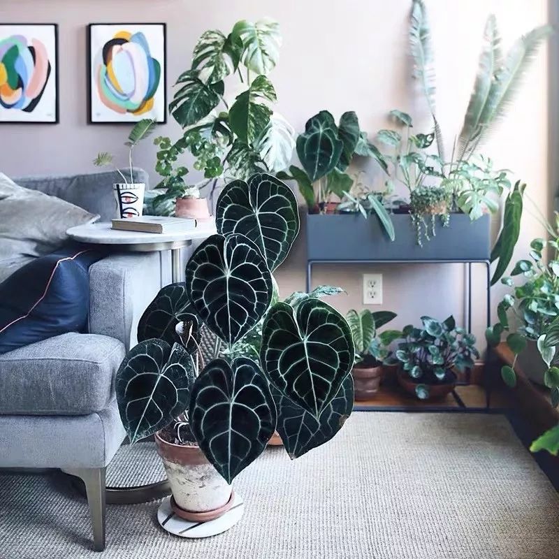 94种常见唯美观叶植物,会开花的绿色硬叶植物