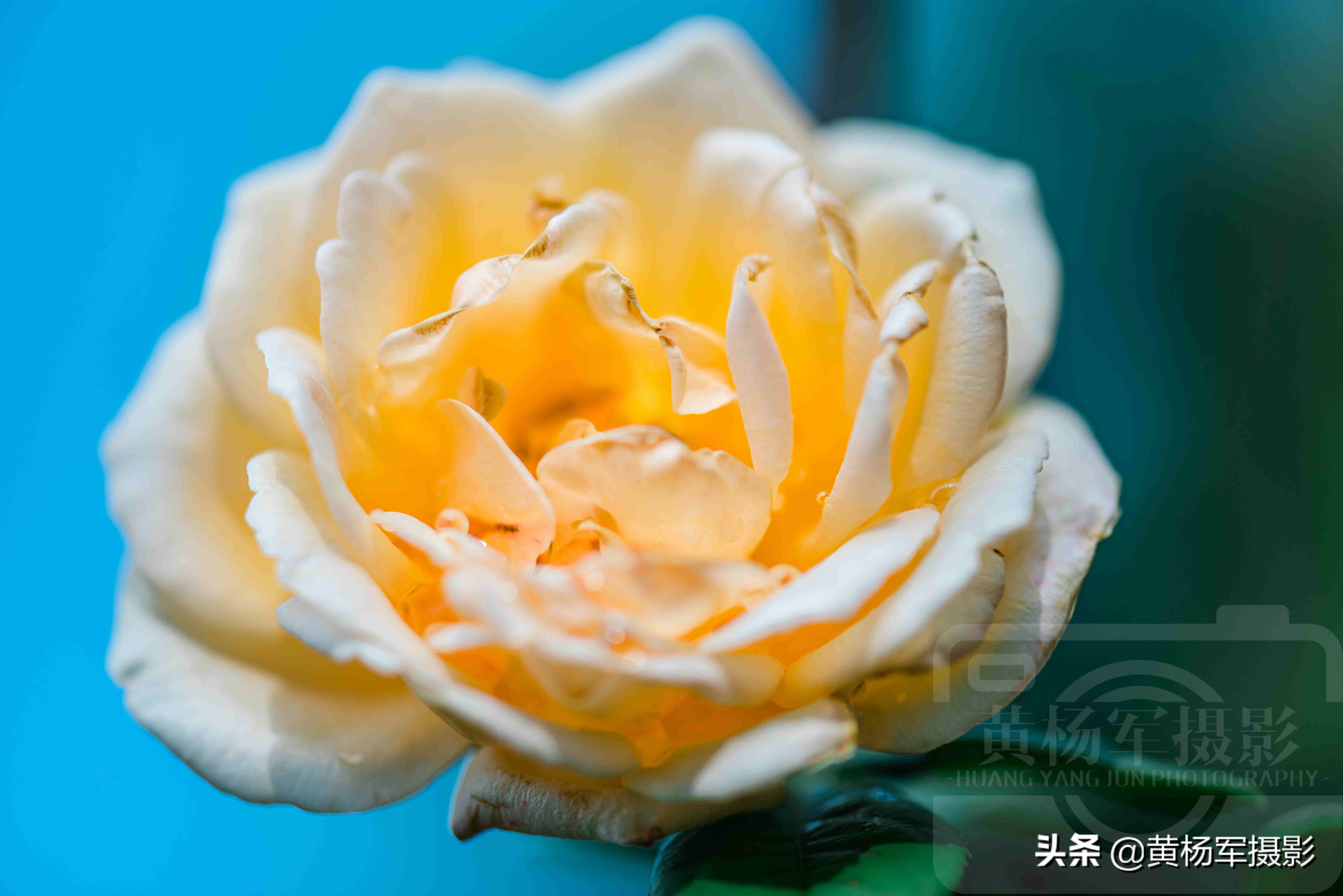 月季花娇艳夺目完整版,月季花美丽的特点