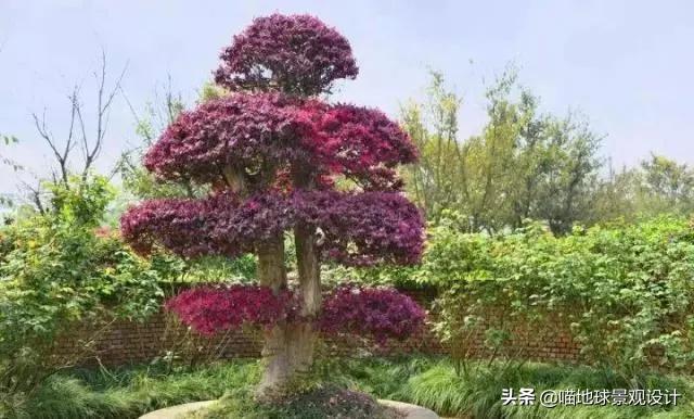 庭院景观设计品种齐全,别墅庭院主景树推荐