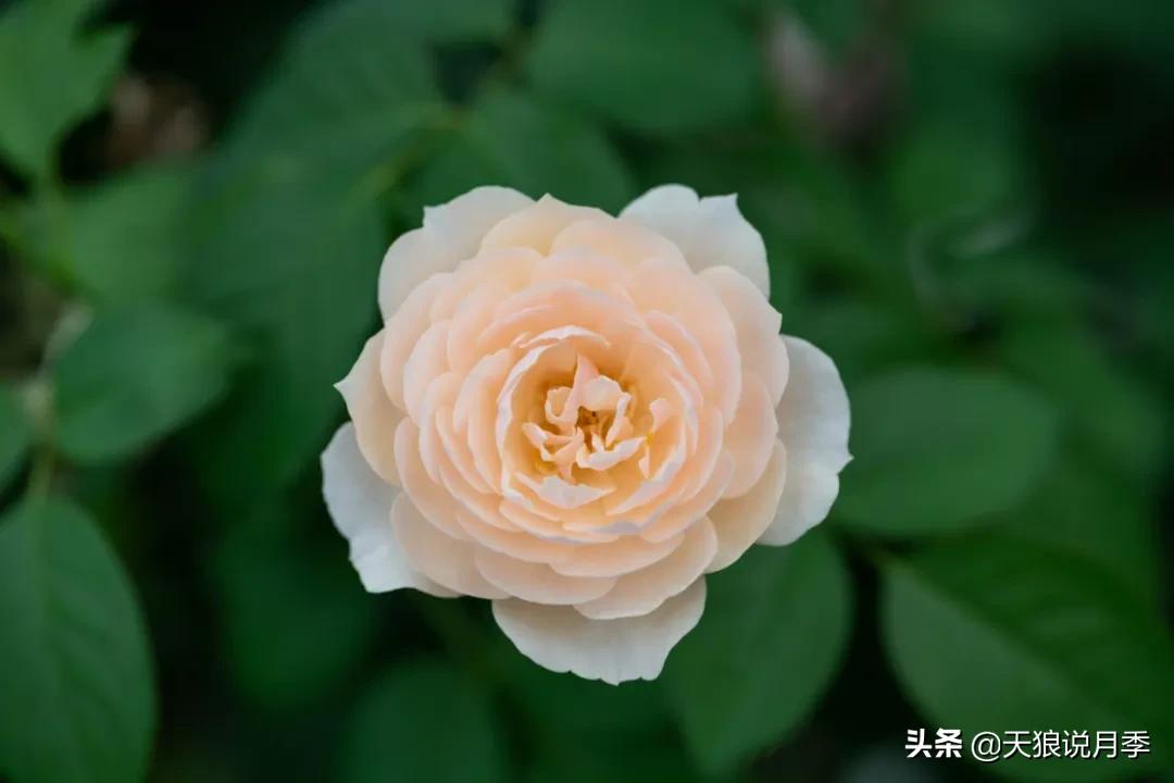 天狼自育抗病强品种,天狼自育浓香品种