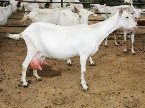 政府帮扶添信心养羊走上致富路,脱贫攻坚养羊走上致富路