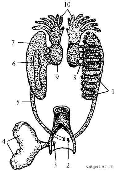 农业部对人工养殖牛蛙的最新规定,养殖牛蛙跟公司合作模式