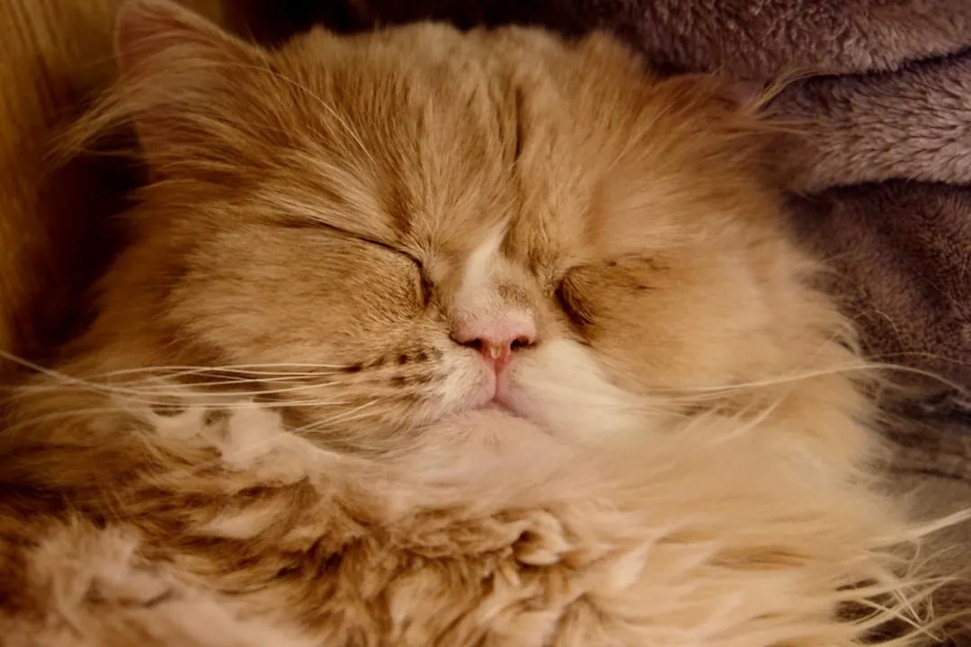 犬猫行为异常有哪些常见症状,发现猫有问题能退吗