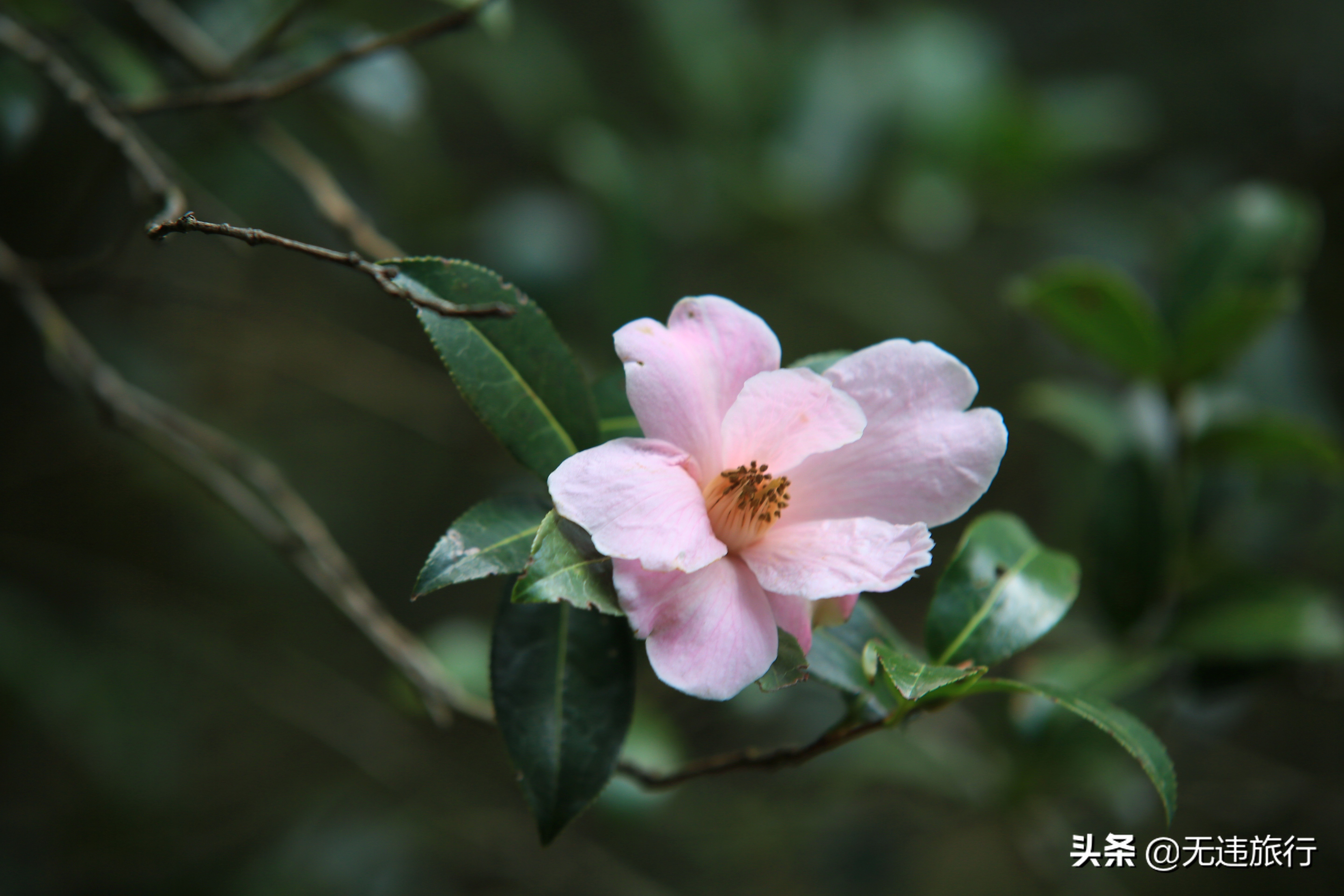 去大理鸡足山徒步旅行,大理鸡足山徒步登顶