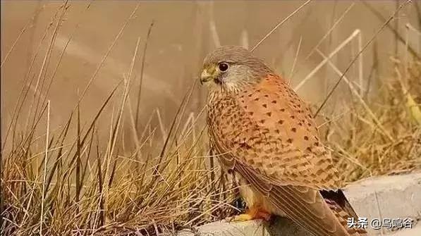 看图识鸟图片及答案,看图识鸟软件哪个好用