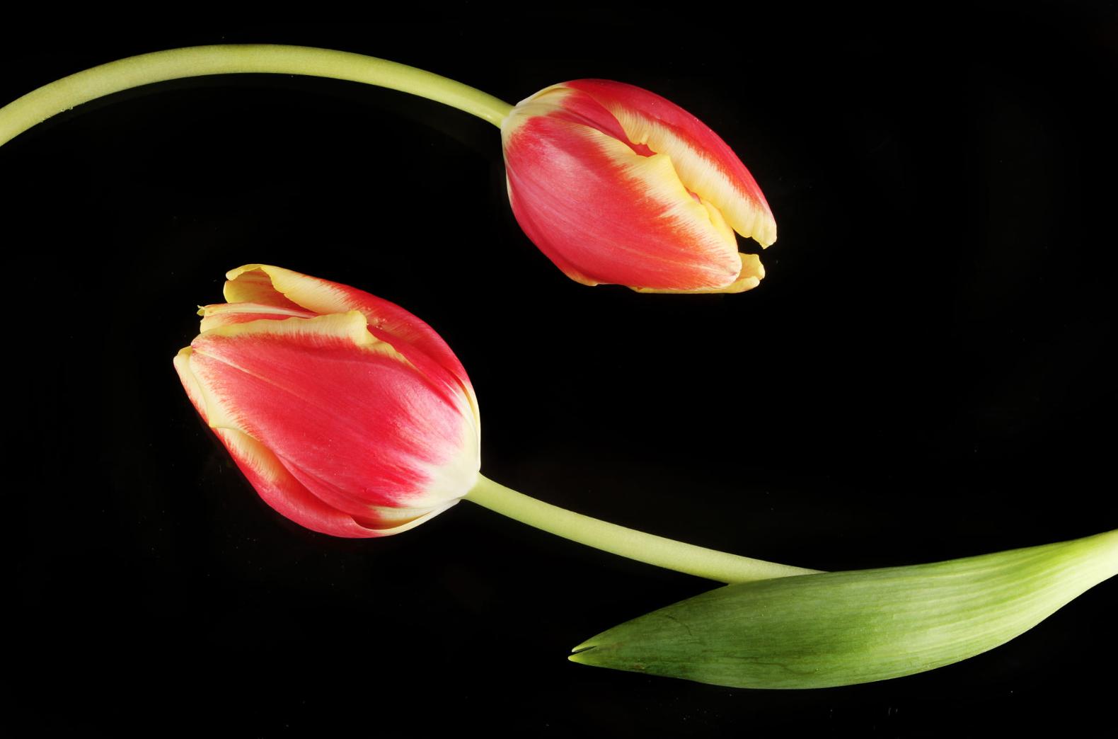 郁金香花茎下垂怎么补救,郁金香花歪了怎么扶正