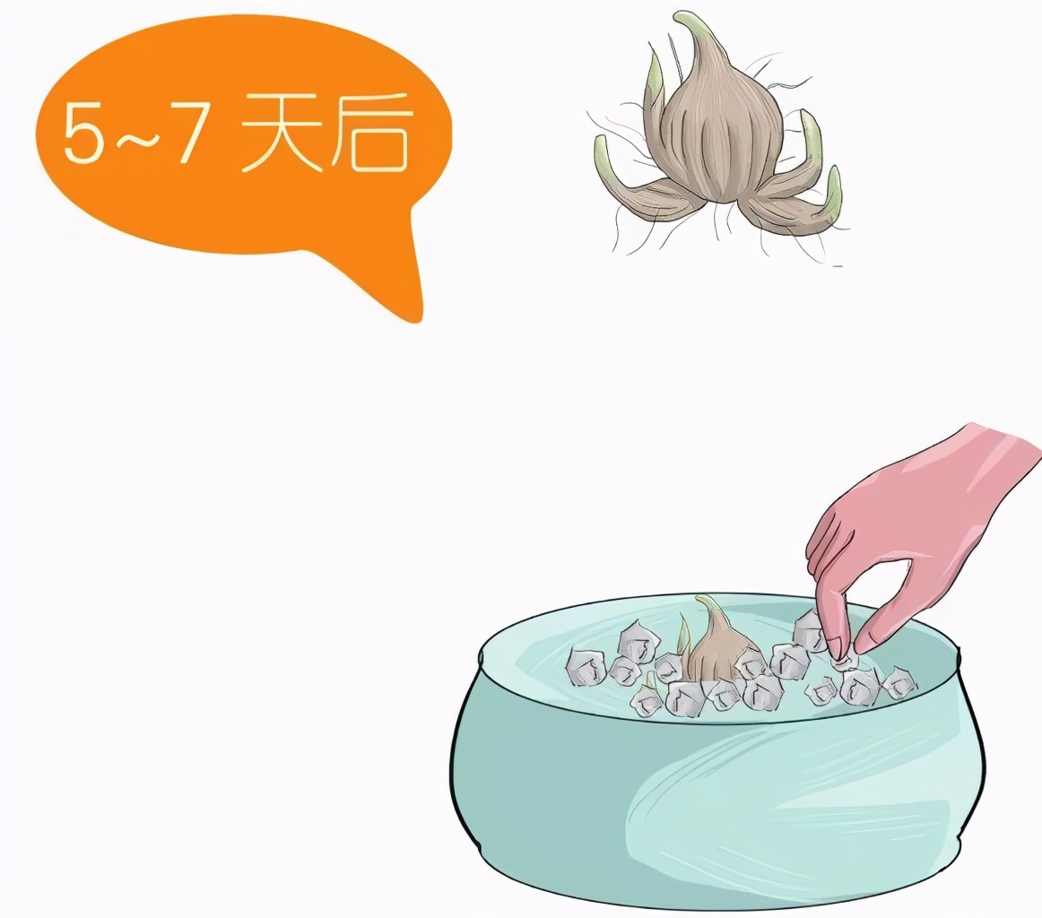 水仙球哪里品种好,水仙挑选方法