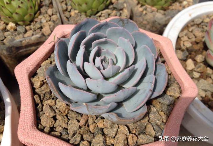 粉色蓝石莲的养殖方法,蓝石莲怎么养才最好