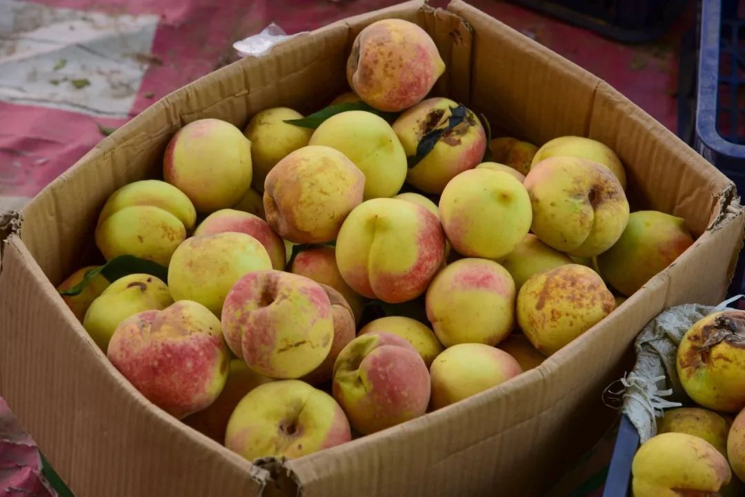 真是意外，坏果子也能走红，10元/斤，商贩在抢货