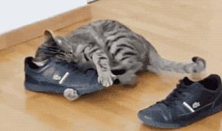 猫咪为什么对臭鞋、臭袜子那么感兴趣呢，这是重口味吗？