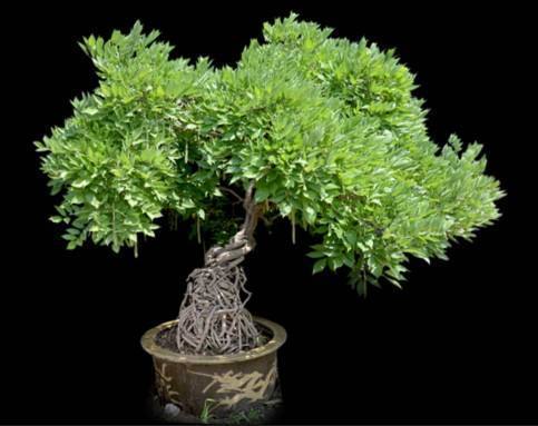 紫藤能盆栽吗怎么养,紫藤可以养花吗