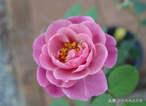 大花浓香四季开花的月季有哪些,黑紫色的月季花有哪些