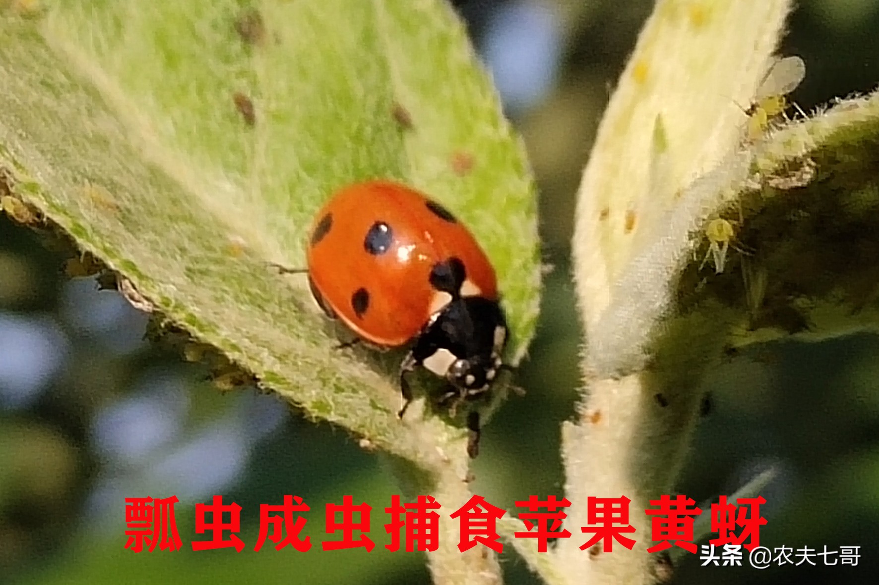 苹果蚜怎么防治,苹果黄蚜用什么药最好