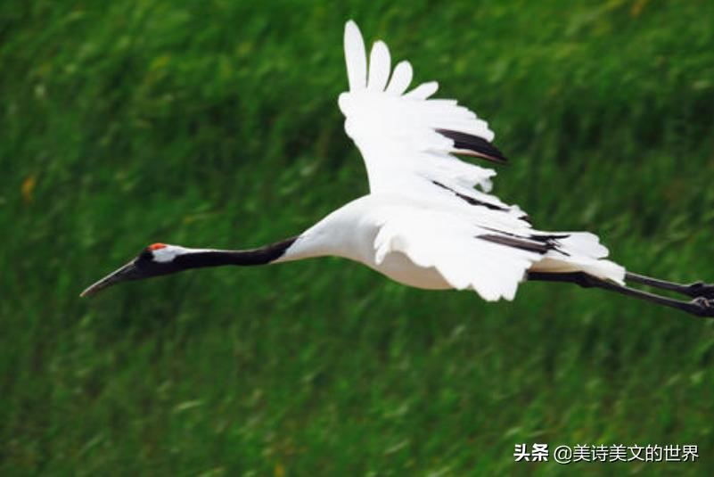 93年前毛*东泽**登上黄鹤楼，写下首《菩萨蛮》，既有气魄又有水平