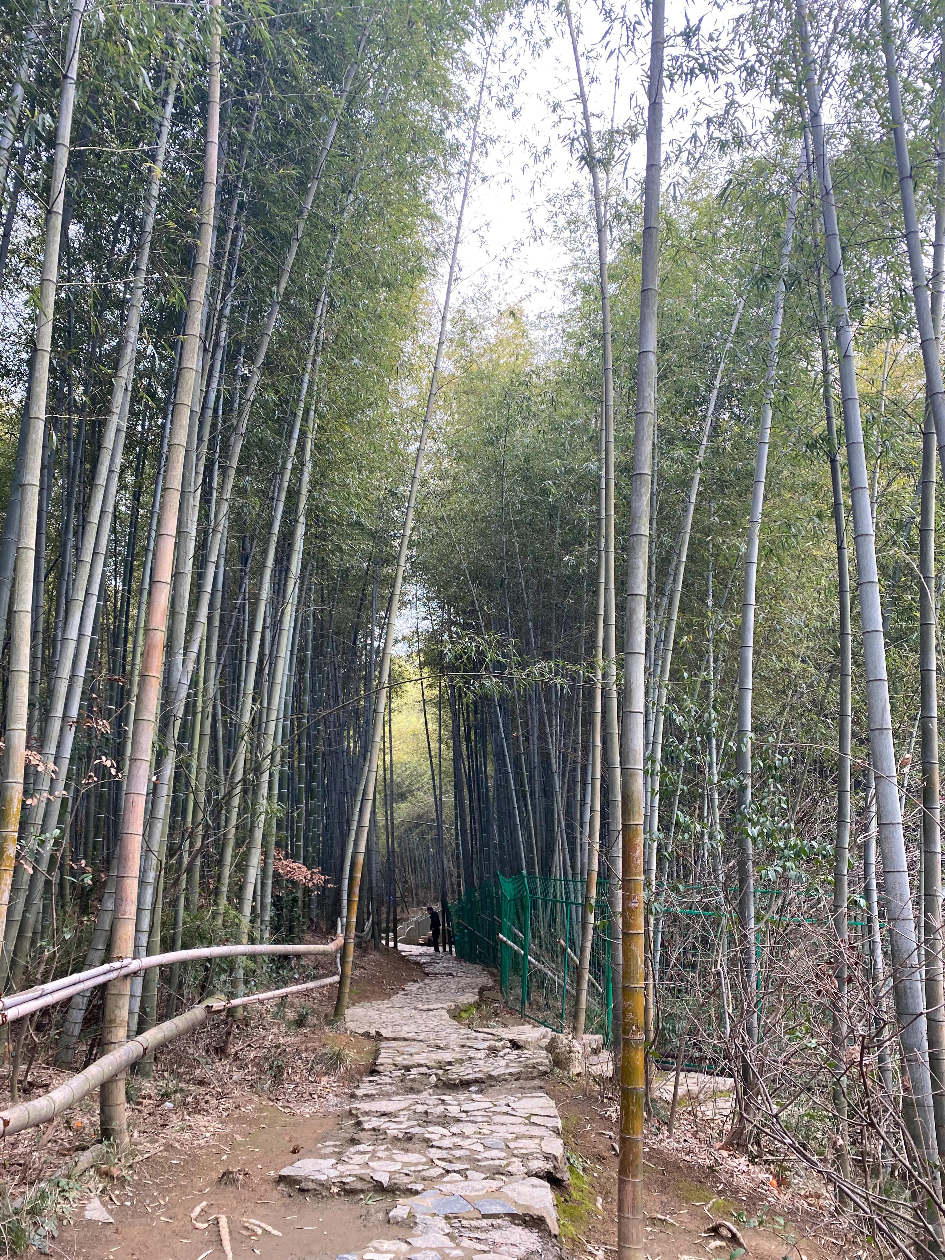 石塘竹海九寨沟,小九寨沟天然氧吧