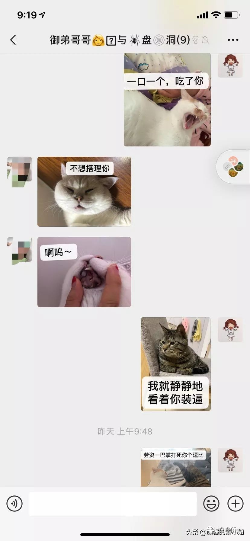 女生喜欢猫该怎么聊天,猫交往的正确姿势