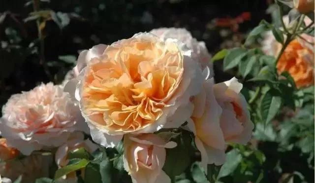 给大家介绍一下玫瑰品种,玫瑰的品种及特点介绍