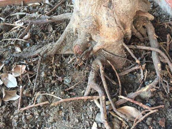 冬天榕树掉叶子是怎么回事,榕树盆景冬天怎么养忌讳什么