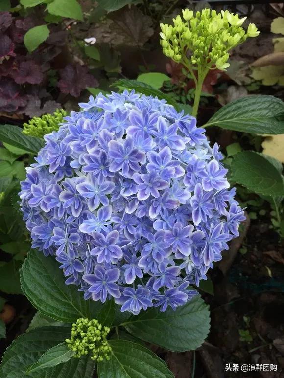十种好看的绣球,最好看的绣球花视频