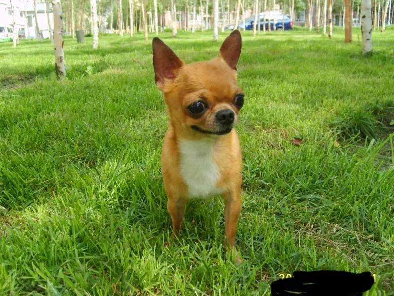 世界公认狗排名,世界名狗排名