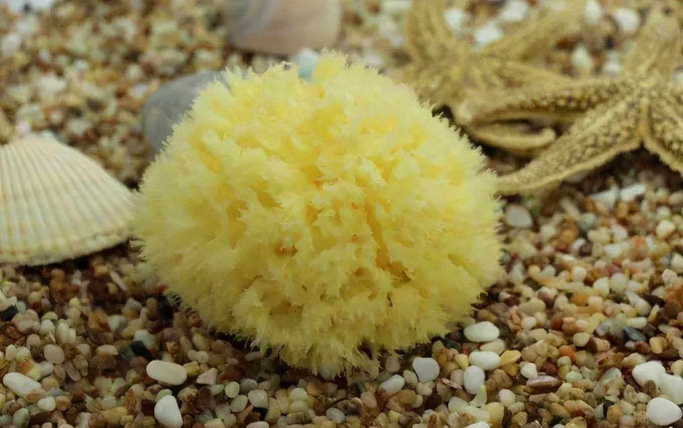 海绵是怎么在海底形成的,原始海洋生物海绵