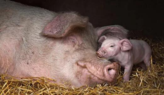 为什么说猪是毒蛇的克星,为什么毒蛇怕猪呢