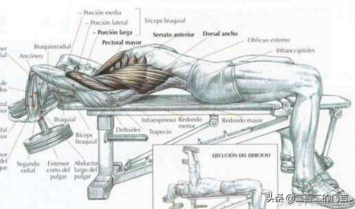 胸肌怎么练不下垂哑铃,胸肌怎么练不大