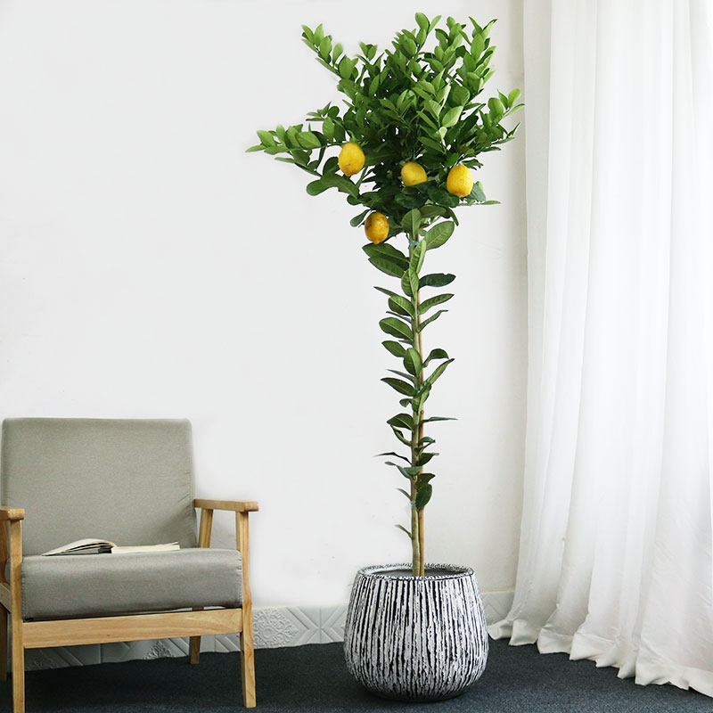 100种绿植大全,50种盆栽绿植花卉大全