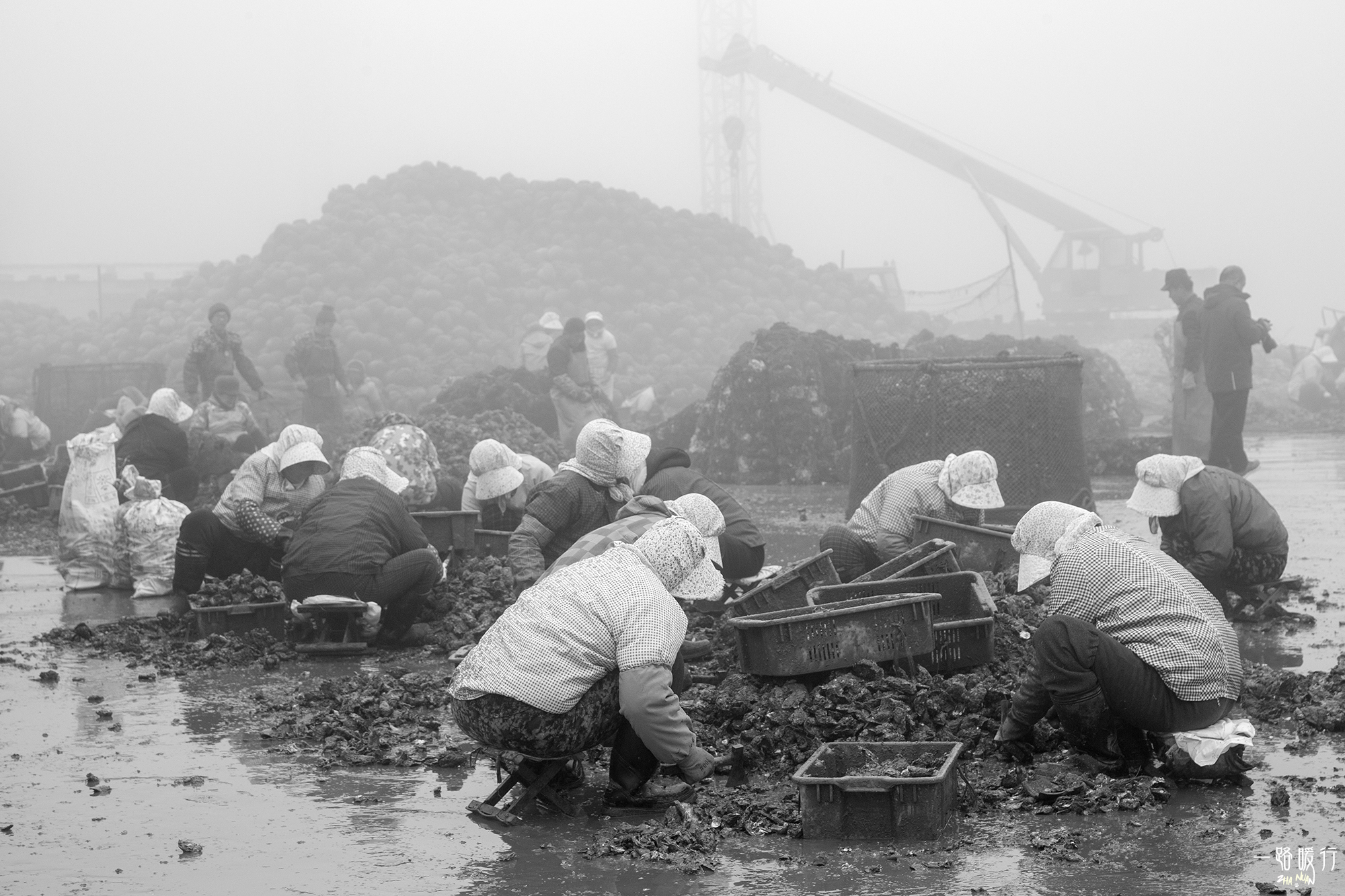 牡蛎生命意义,野生牡蛎的价值