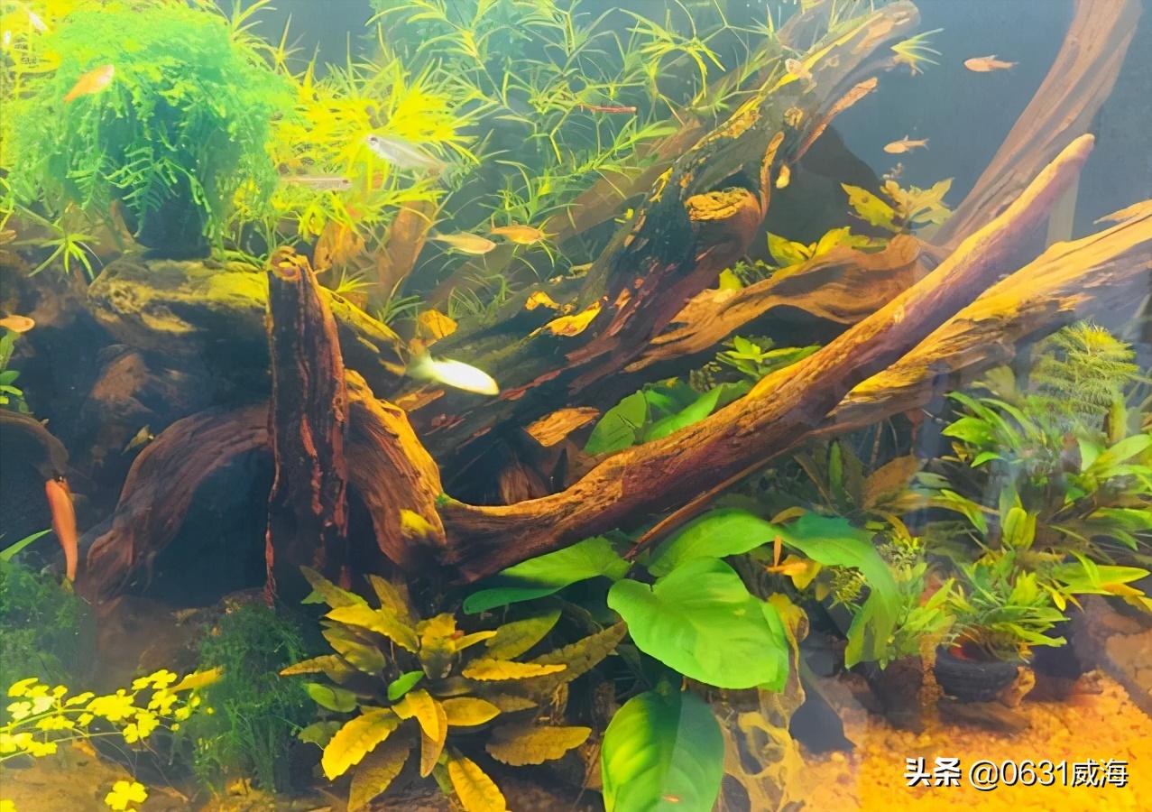 水草缸浑浊怎么处理,水草缸水质太肥如何处理