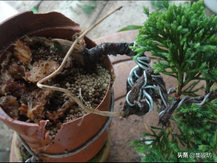真柏舍利盆景制作图片,真柏舍利盆景造型图片