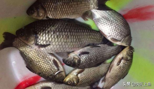 食用盐到底对鱼有没有危害,盐对鱼有诱食作用吗